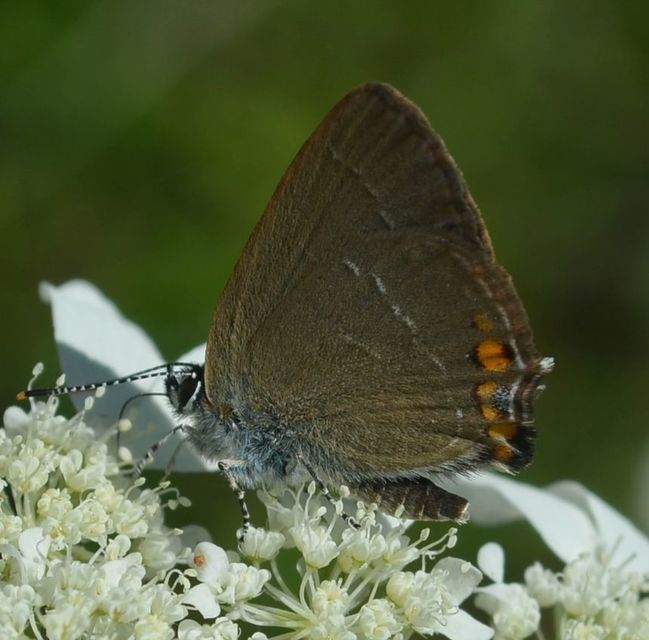 Satyrium acaciae - akác-csücsköslepke