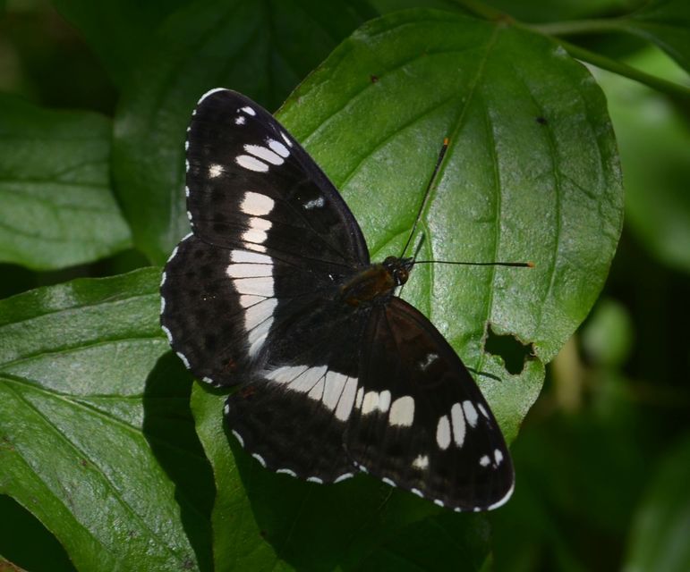 Limenitis camilla - kis lonclepke