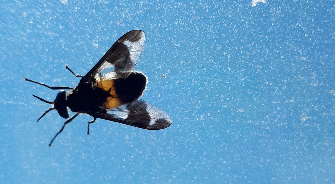 Chrysops