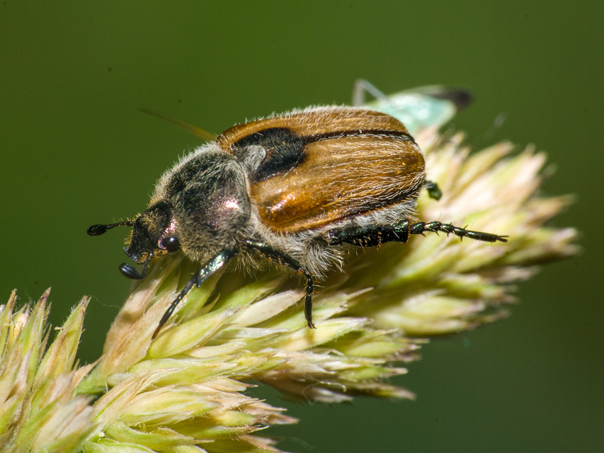 Chaetopteroplia segetum - rozsszipoly