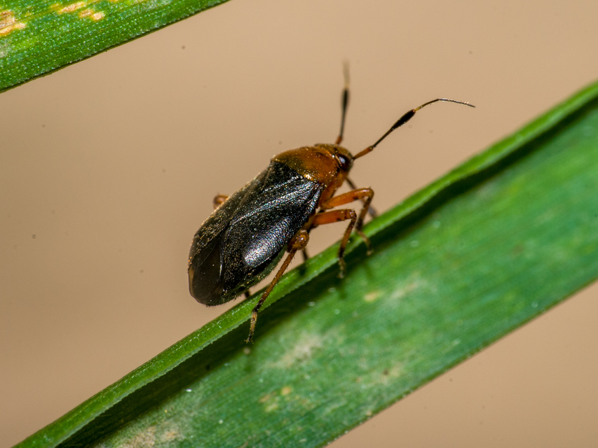 Capsus ater - fekete mezeipoloska
