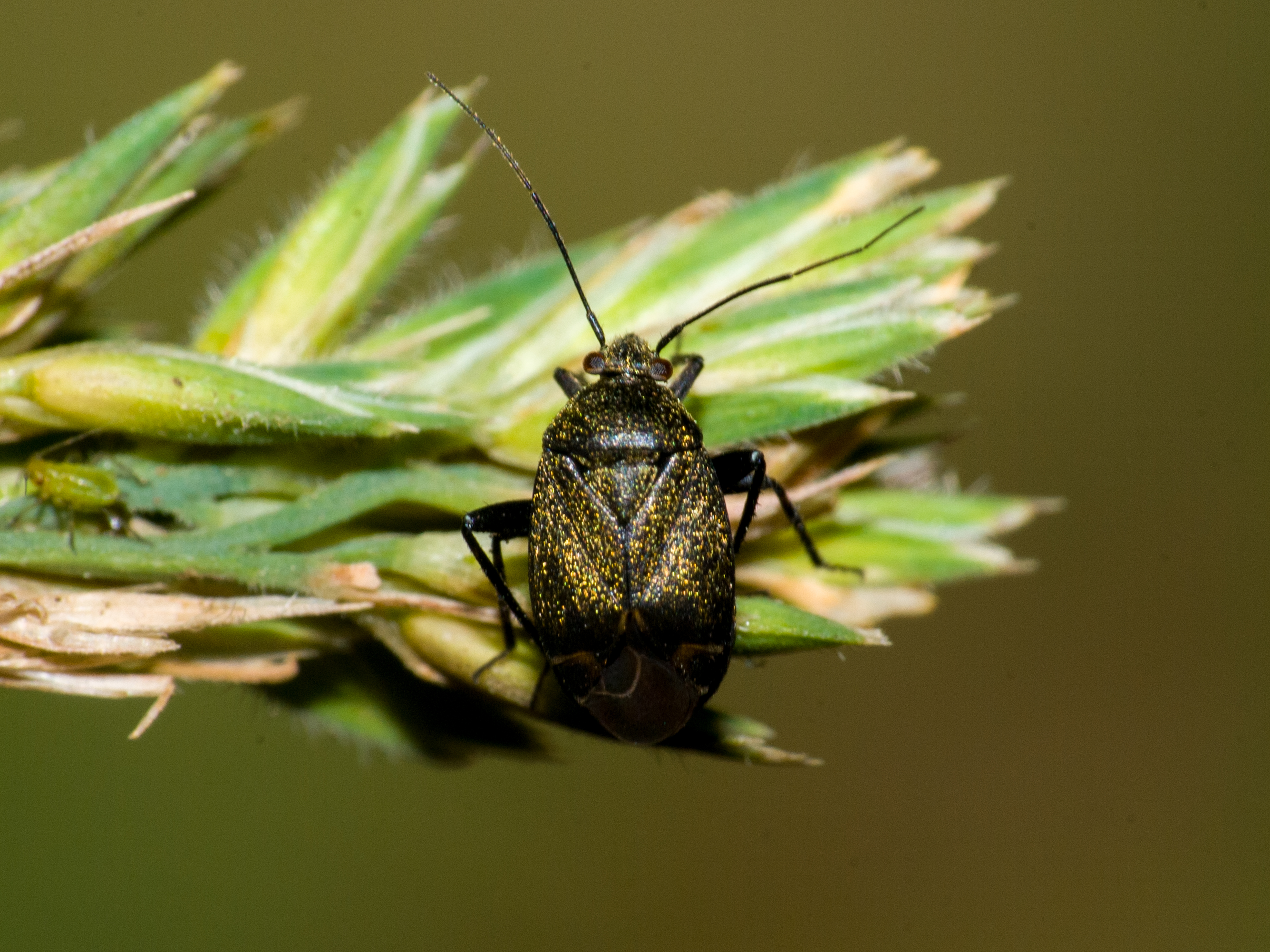 Polymerus nigritus