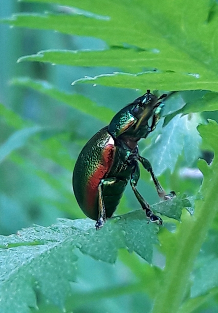 Chrysolina graminis - zöld varádicslevelész