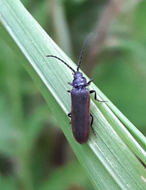Omalisus fontisbellaquaei - közönséges álhajnalbogár