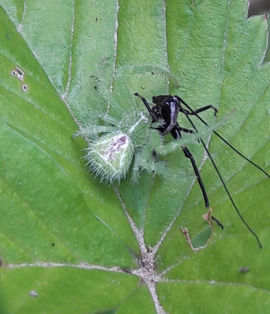 Heriaeus graminicola/hirtus