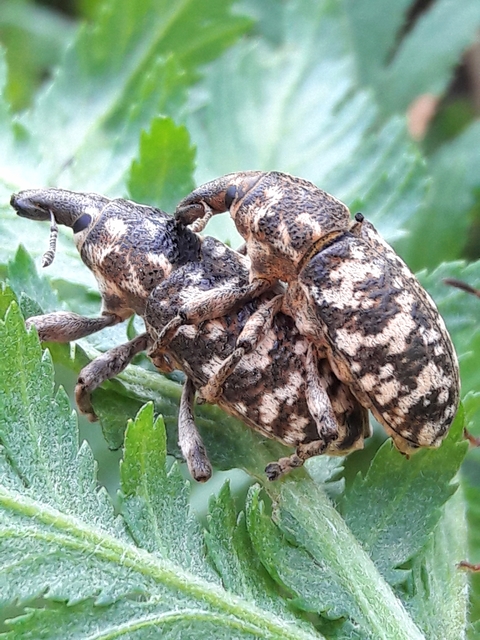 Cyphocleonus dealbatus - márványos barkó
