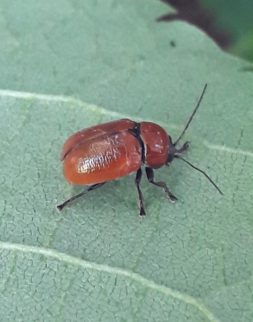 Cryptocephalus coryli - mogyoró-zömökbogár