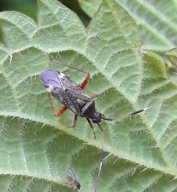 Closterotomus biclavatus - aranyszőrű mezeipoloska