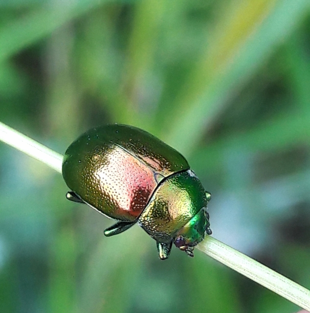 Chrysolina graminis - zöld varádicslevelész