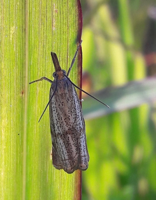 Thisanotia chrysonuchella - tavaszi fűgyökérmoly