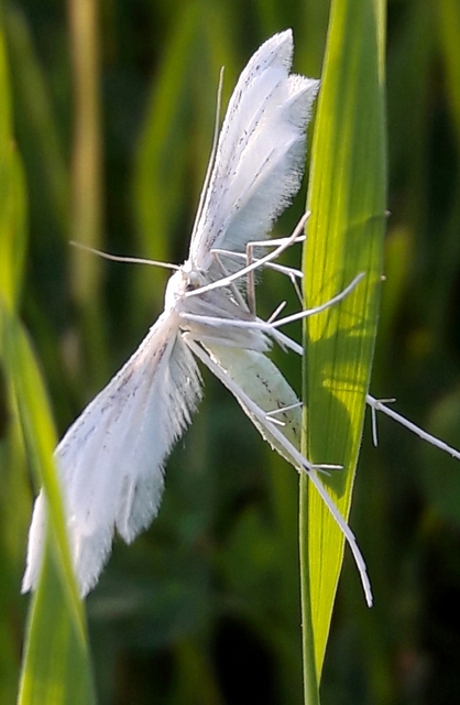 Pterophorus pentadactyla - fehér tollasmoly