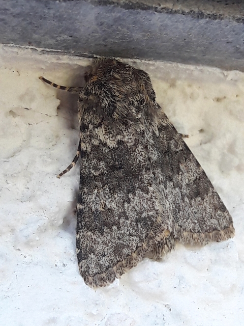 Hecatera dysodea - parajbagoly