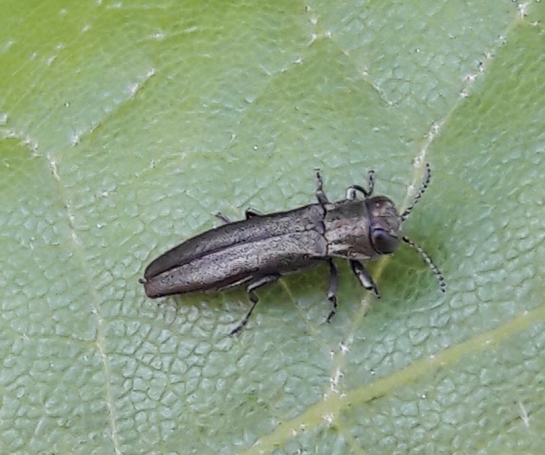 Agrilus olivicolor - olajzöld karcsúdíszbogár