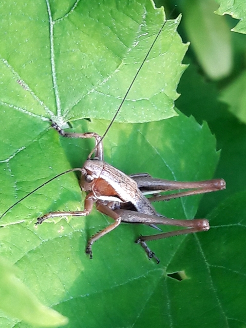 Pholidoptera aptera - nagy avarszöcske