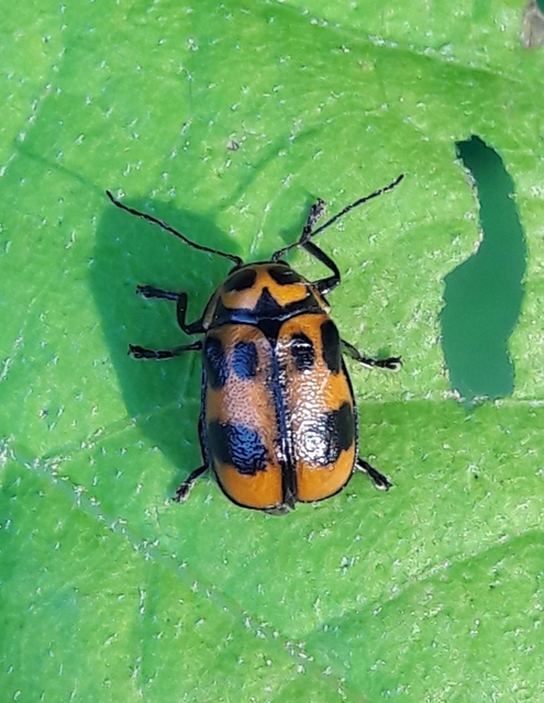 Cryptocephalus sexpunctatus - hatfoltos zömökbogár Cryptocephalus sexpunctatus - hatfoltos zömökbogár