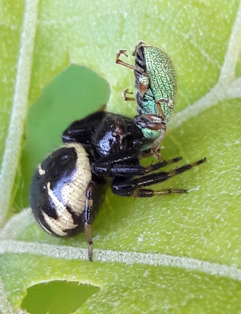 Synema globosum/ornatum