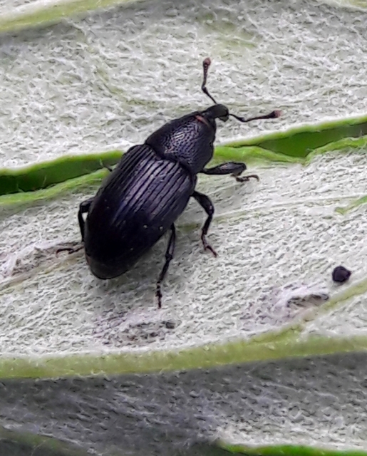 Baris artemisiae - feketeüröm báris