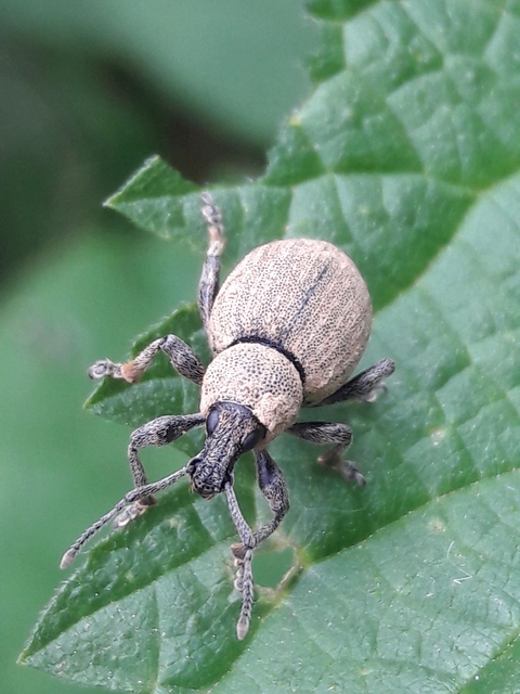 Otiorhynchus ligustici - vincellér-gyalogormányos