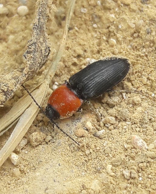 Cardiophorus gramineus - pirosnyakú szívespattanó