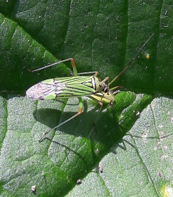 Mermitelocerus schmidtii