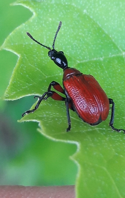 Apoderus coryli - mogyoró-levélsodró