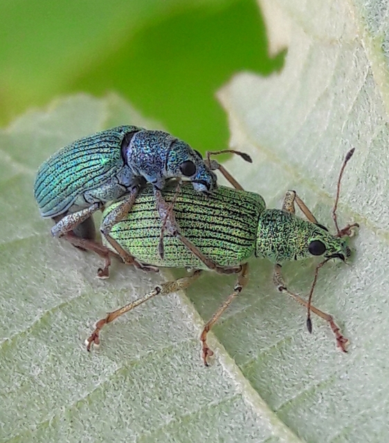 Polydrusus formosus - selymes lombormányos