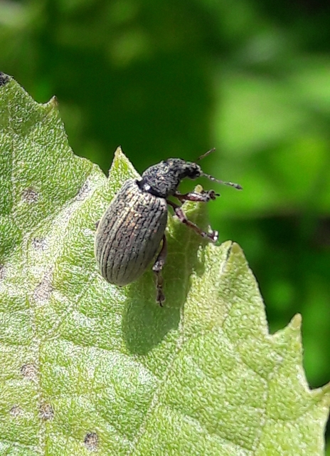 Polydrusus mollis - termetes lombormányos