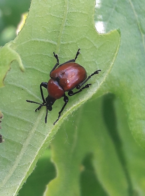 Attelabus nitens - tölgy-levélsodró