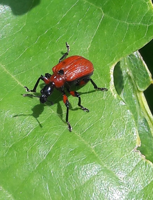 Apoderus coryli - mogyoró-levélsodró