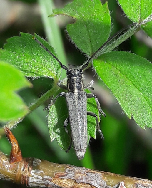 Phytoecia nigricornis - ürömcincér