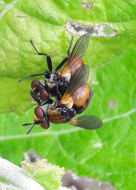 Gymnosoma