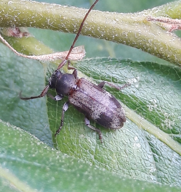 Exocentrus lusitanus - hársfa-rőzsecincér