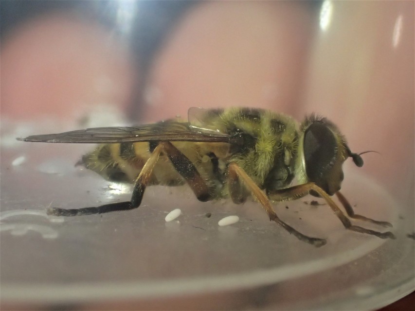 Myathropa florea - halálfejes odúlégy
