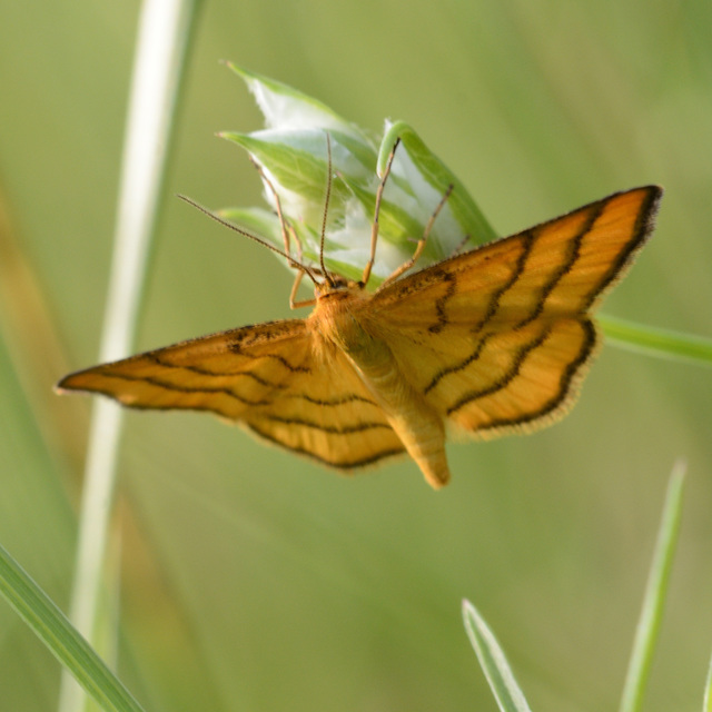 Idaea aureolaria - aranyos sávosaraszoló