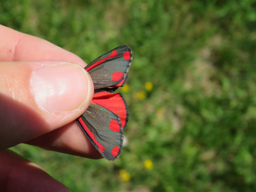 Tyria jacobaeae - jakabfű-medvelepke