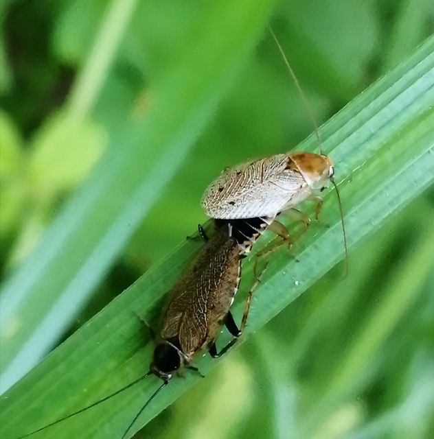 Ectobius erythronotus - sárgatorú erdeicsótány