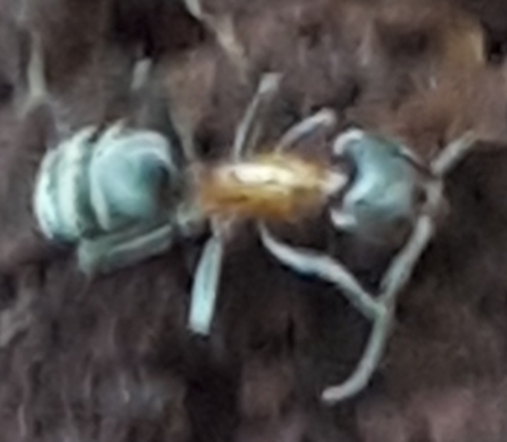 Liometopum microcephalum - tölgyfahangya