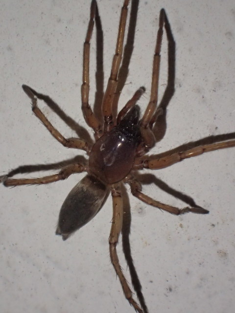 Drassodes/Drassodex