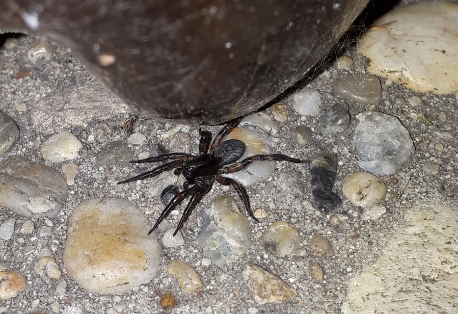 Arctosa figurata