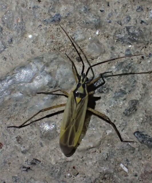 Leptopterna ferrugata - vastagcsápú mezeipoloska