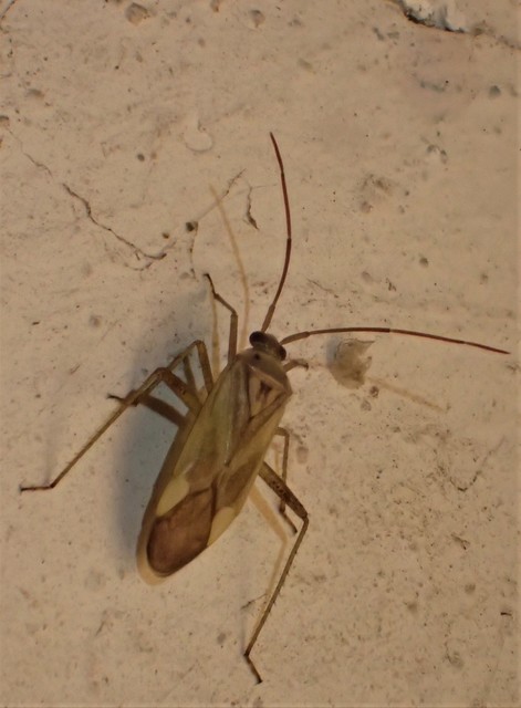 Adelphocoris lineolatus - lucernapoloska