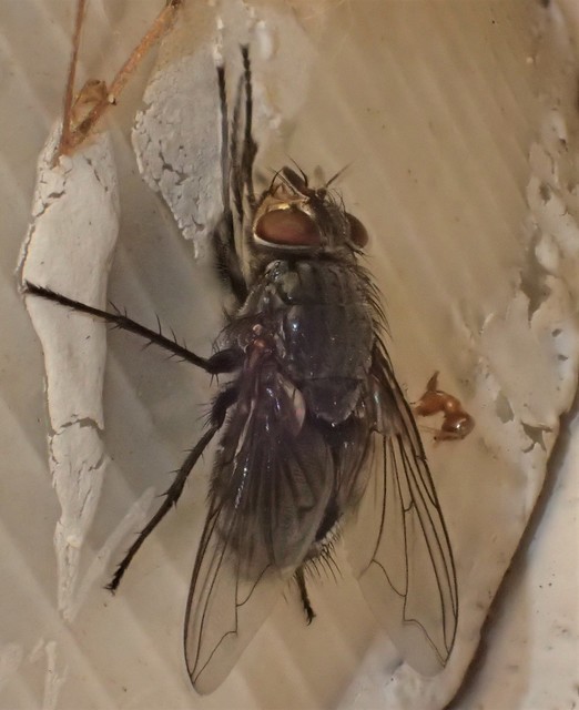 Calliphora