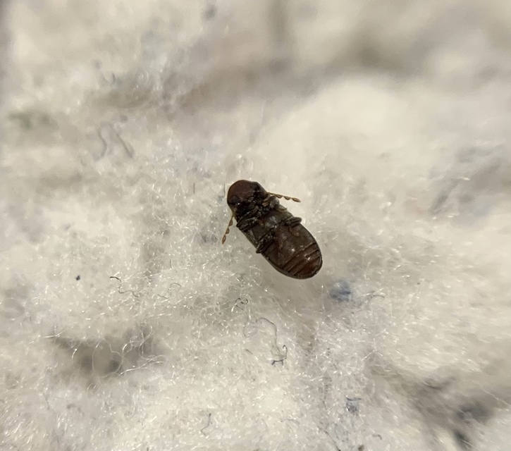 Gastrallus laevigatus - simított álszú