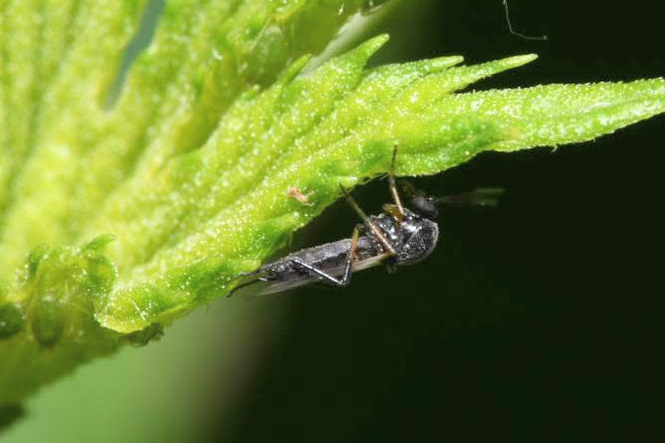 Ceratopogonidae - törpeszúnyogok
