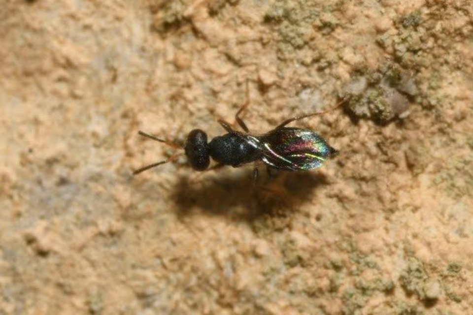 Pteromalidae - sugaras fémfürkészek