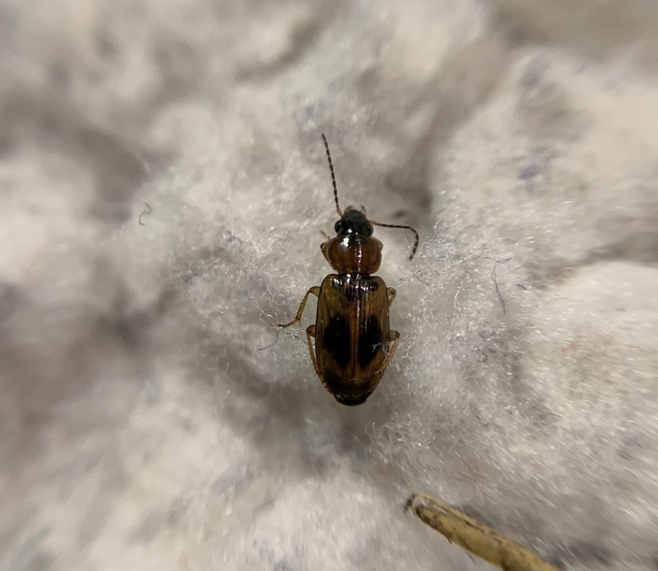 Acupalpus elegans - pompás törpefutonc