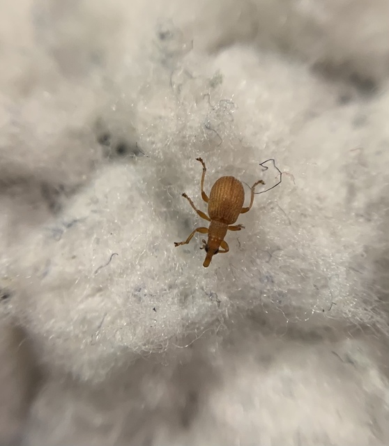 Apion haematodes - madársóska-cickányormányos