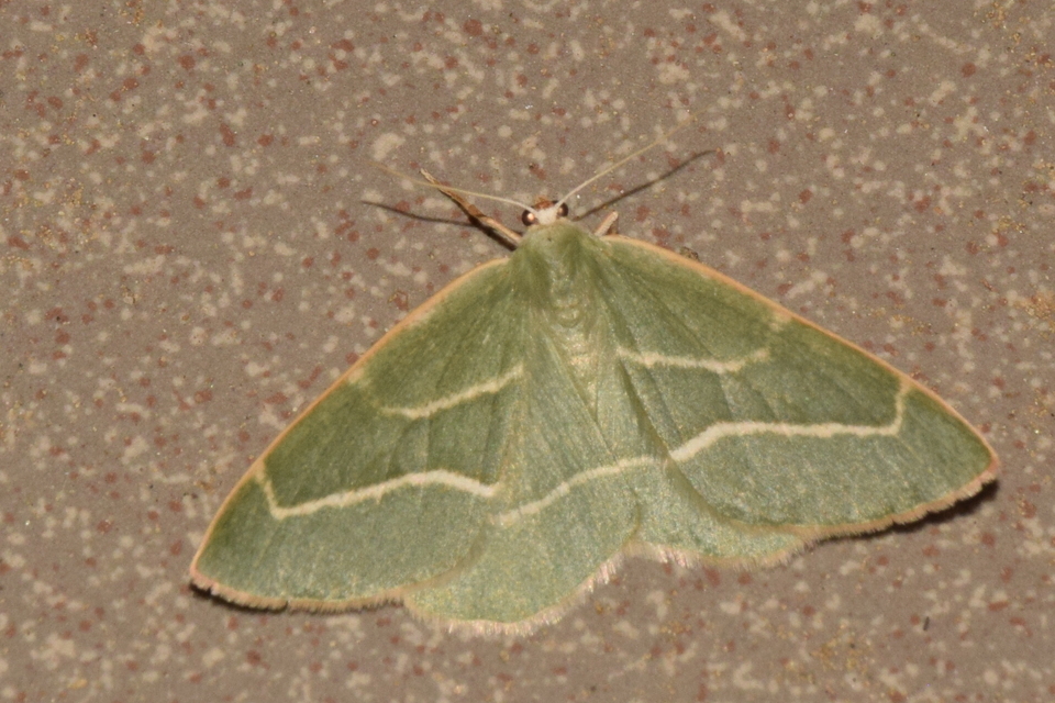 Hylaea fasciaria - erdeifenyő-sávosaraszoló