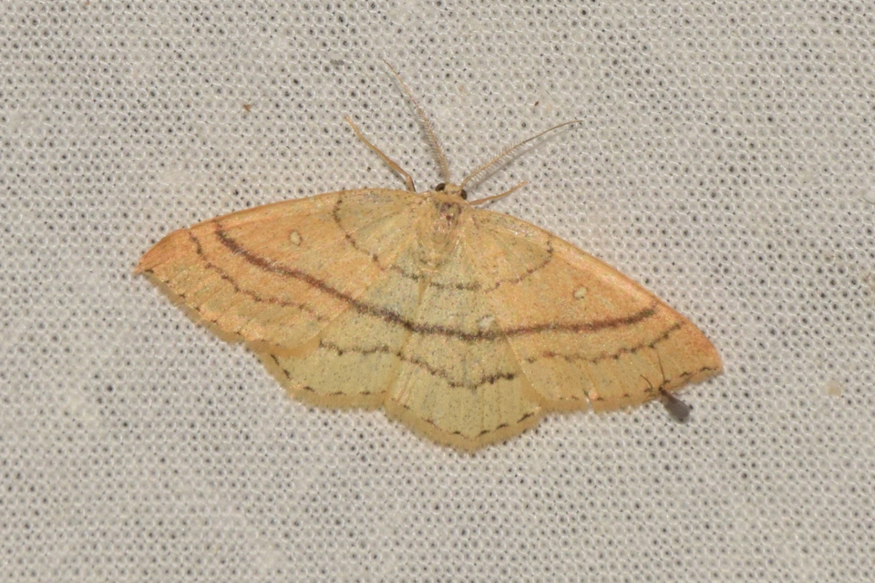 Cyclophora linearia - vonalas pettyesaraszoló