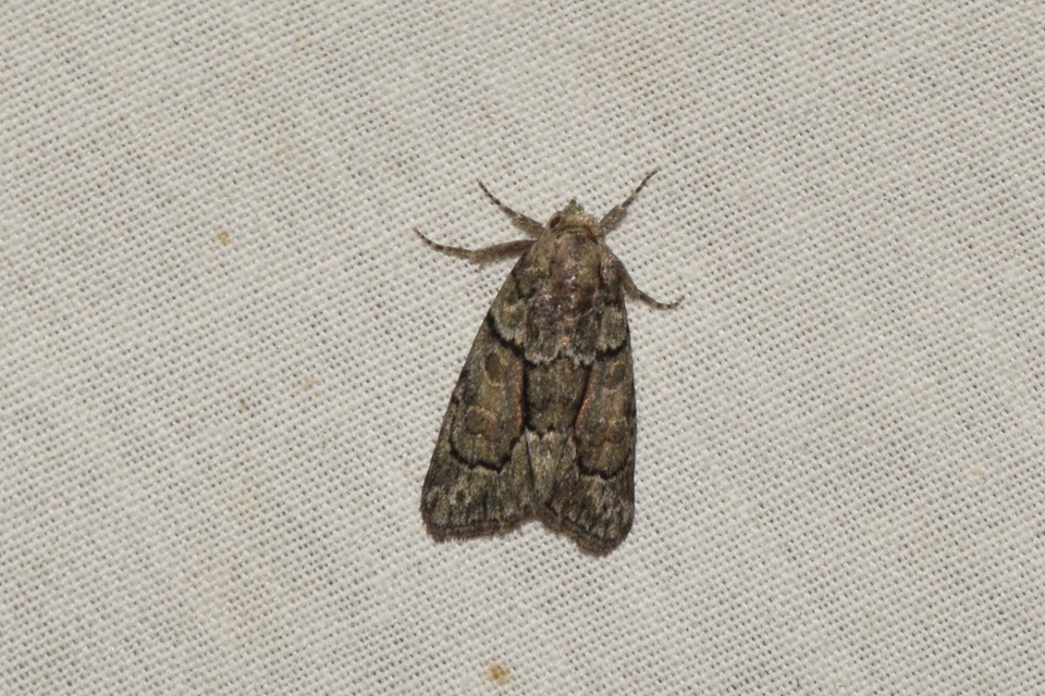 Cryphia fraudatricula - homoki zuzmóbagoly